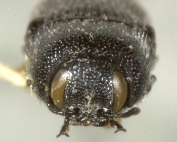 Media type: image;   Entomology 33810 Aspect: head frontal view